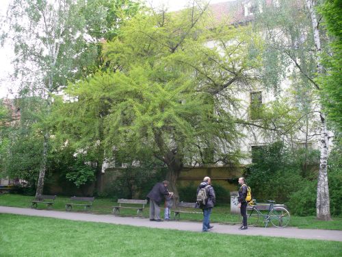 Tradin setkn u ginga - 8.5.2010