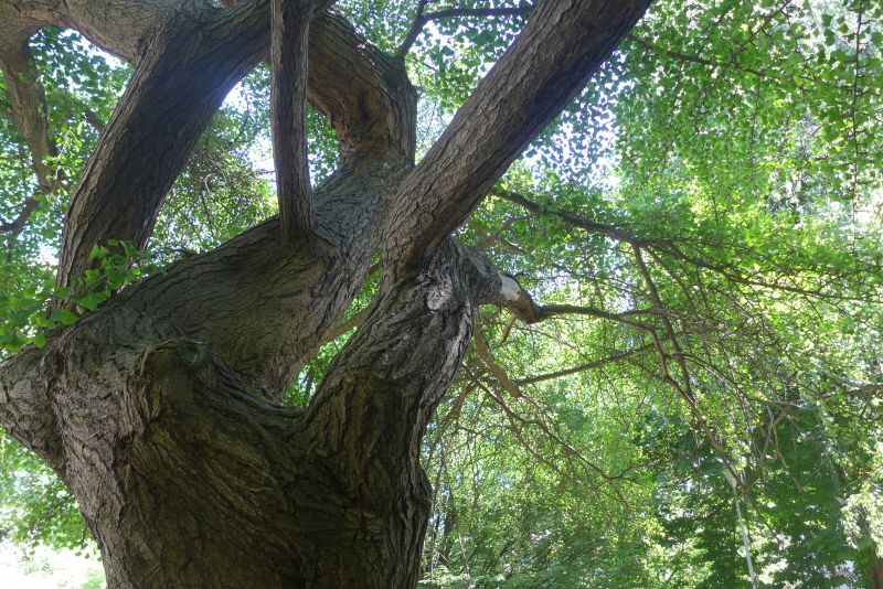 Prosychajc gingo 7. 5. 2018