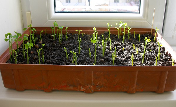 Klc ginga - Martin Rosol